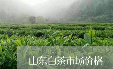 山东白茶市场价格/2023062068592