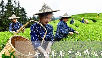 山东白茶茶叶品牌招商/2023093010713