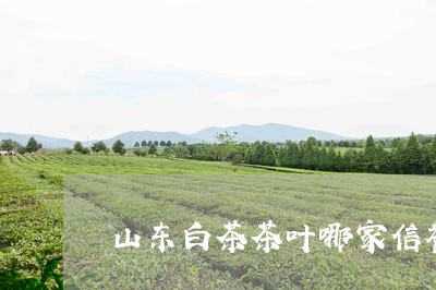 山东白茶茶叶哪家信誉好/2023102516949