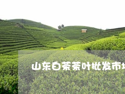 山东白茶茶叶批发市场/2023093095037