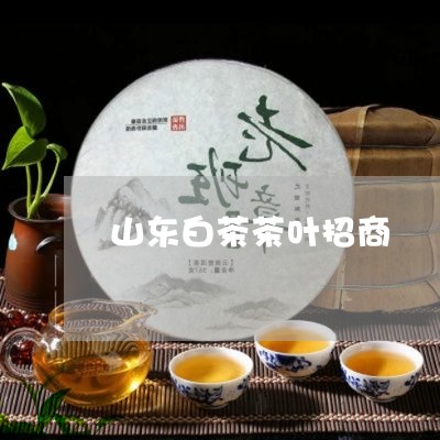 山东白茶茶叶招商/2023062014158