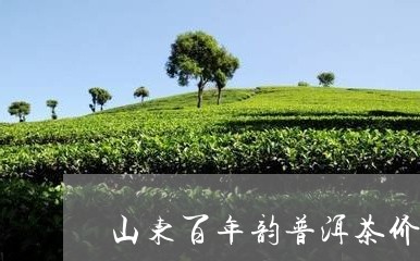 山东百年韵普洱茶价格/2023061895168