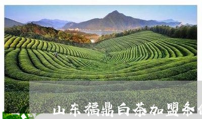 山东福鼎白茶加盟条件/2023093069604