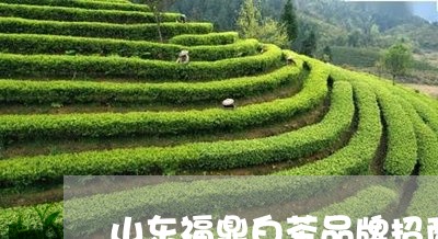 山东福鼎白茶品牌招商/2023093093050