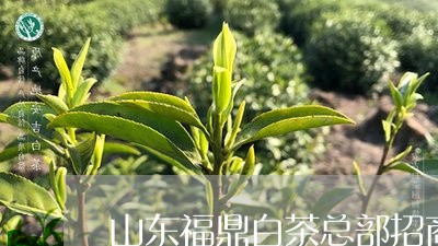 山东福鼎白茶总部招商/2023093048280