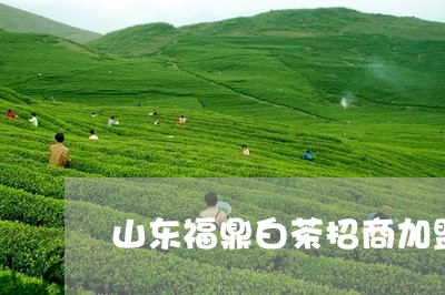 山东福鼎白茶招商加盟/2023093016940