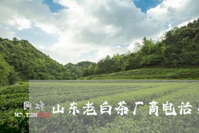 山东老白茶厂商电话多少/2023102592735