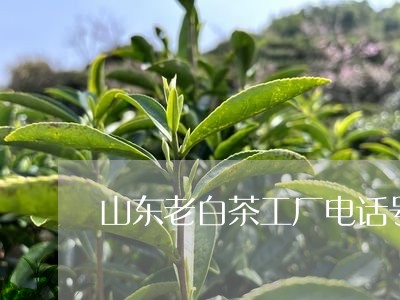 山东老白茶工厂电话号码/2023102553806