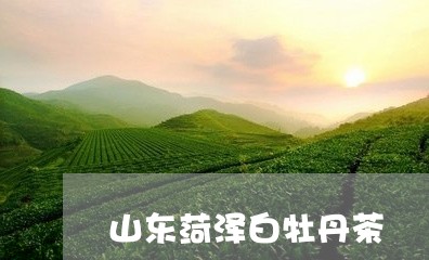 山东菏泽白牡丹茶/2023062071806