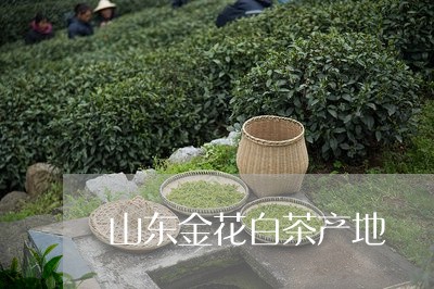 山东金花白茶产地/2023062003146