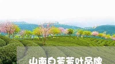 山南白茶茶叶品牌/2023062090492