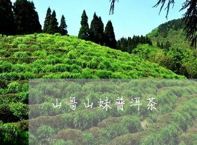 山哥山妹普洱茶/2023102645039