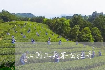 山国工夫茶白牡丹/2023062059595