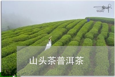 山头茶普洱茶/2023042866932