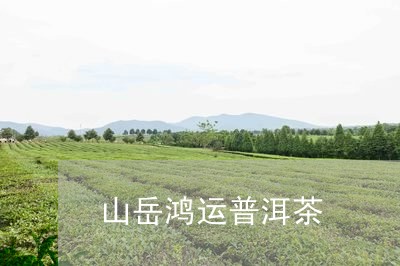 山岳鸿运普洱茶/2023081871704