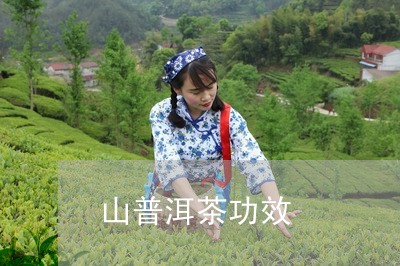 山普洱茶功效/2023042675196