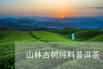 山林古树纯料普洱茶/2023120595954