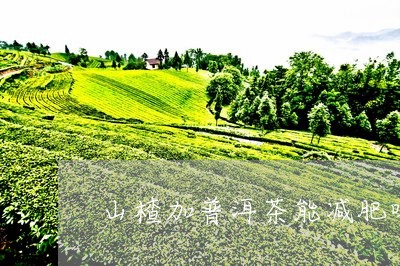 山楂加普洱茶能减肥吗/2023061871694