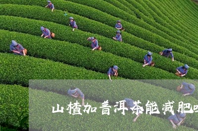 山楂加普洱茶能减肥吗/2023072474948