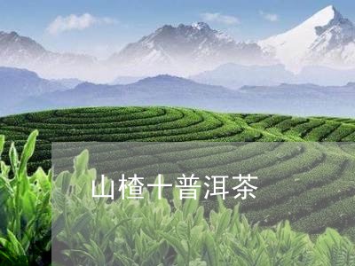 山楂十普洱茶/2023042763215