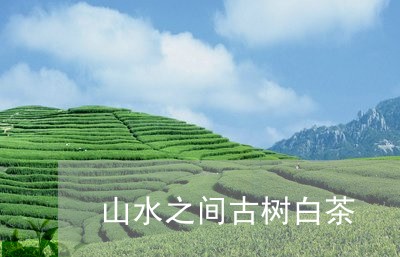 山水之间古树白茶/2023062039594