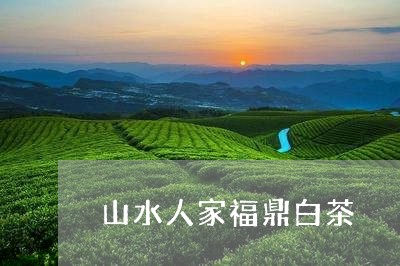 山水人家福鼎白茶/2023062096393