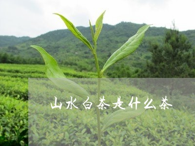 山水白茶是什么茶/2023062020481