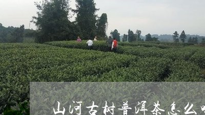 山河古树普洱茶怎么喝/2023062110392