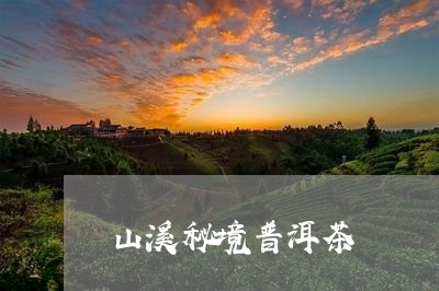 山溪秘境普洱茶/2023081655159