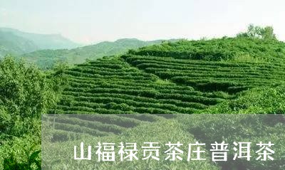 山福禄贡茶庄普洱茶/2023080150695