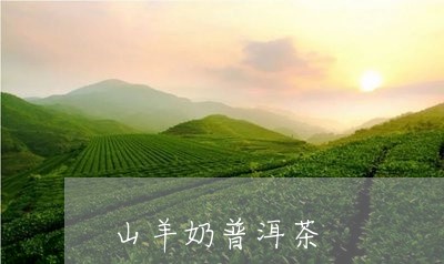 山羊奶普洱茶/2023091202694