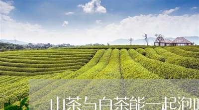 山茶与白茶能一起泡吗/2023093072835