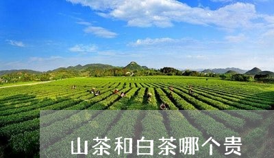 山茶和白茶哪个贵/2023062079704