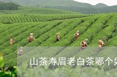 山茶寿眉老白茶哪个好抽/2023092496273