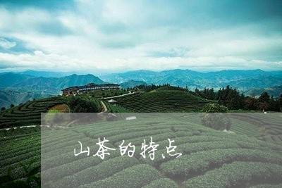 山茶的特点/2023090204724