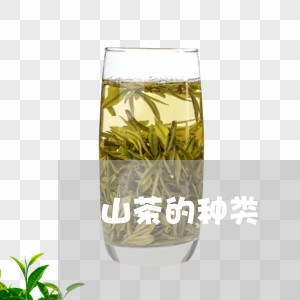 山茶的种类/2023090269258