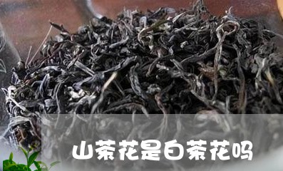 山茶花是白茶花吗/2023062013627