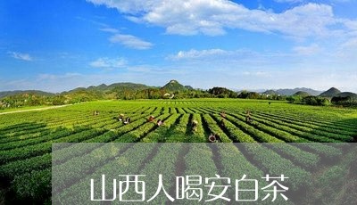 山西人喝安白茶/2023062030482