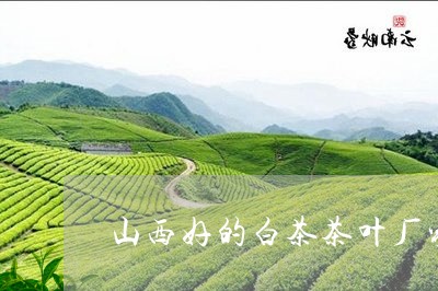 山西好的白茶茶叶厂家/2023093085140