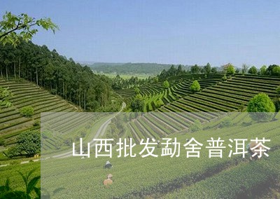 山西批发勐舍普洱茶/2023120543826