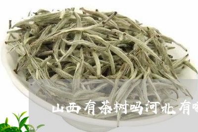 山西有茶树吗河北有哪些名茶/2023052659381