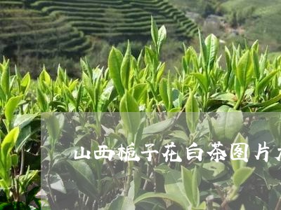 山西栀子花白茶图片大全/2023102522793