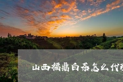 山西福鼎白茶怎么代理/2023093038252