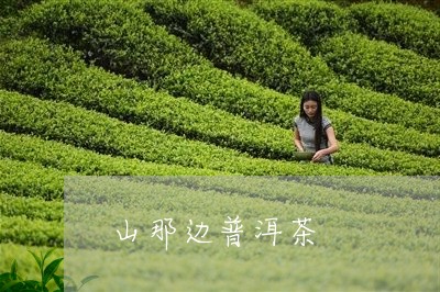 山那边普洱茶/2023042815441