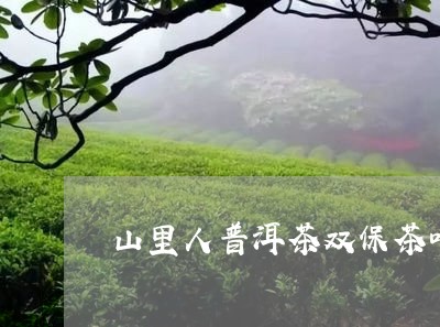 山里人普洱茶双保茶叶/2023092815036