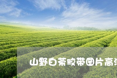 山野白茶胶带图片高清/2023093036561