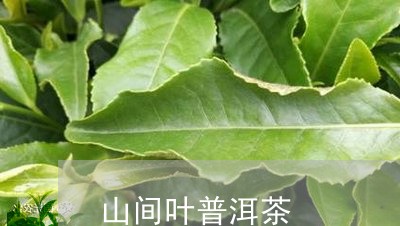 山间叶普洱茶/2023042816216