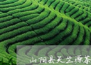 山阳县天竺源茶业价格/2023071502593