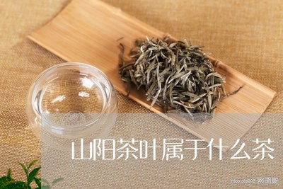 山阳茶叶属于什么茶/2023042607159