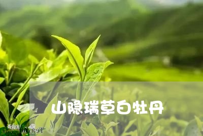 山隐瑞草白牡丹/2023112317393